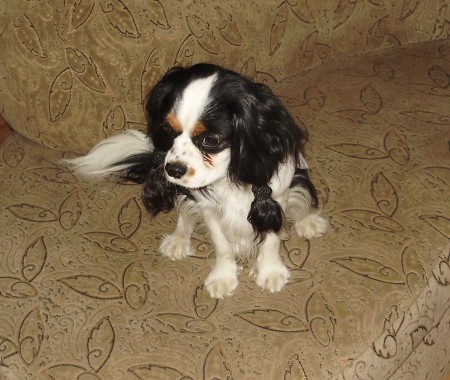 Paddy